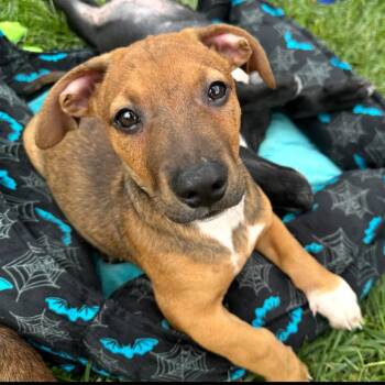 Tunnel of Love -  Mixed Breed Dog for Adoption in Rockville, Maryland - Tunnel Of Love | PetCurious