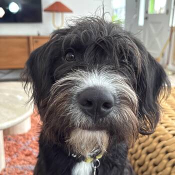Marlene -  Scottish Deerhound Dog for Adoption - Marlene | PetCurious