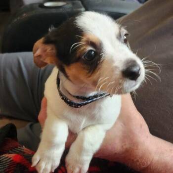 Joey (#376) -  Chihuahua and Jack Russell Terrier Dog for Adoption in Twin Lakes, Wisconsin - Joey (#376) | PetCurious