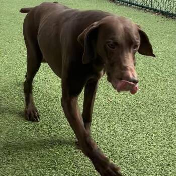 Bill 4989 -  German Shorthaired Pointer Dog for Adoption in Loxahatchee Groves, Florida - Bill 4989 | PetCurious