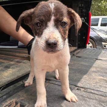 Heather -  Mixed Breed Dog for Adoption in Valley, Alabama - Heather | PetCurious