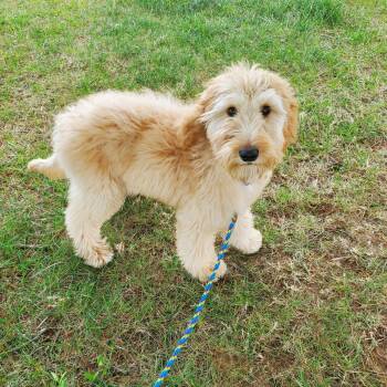 Goldendoodle Dogs Available for Adoption in Goshen, Kentucky - Candy | PetCurious