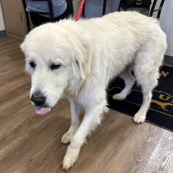 Great Pyrenees Dogs Available for Adoption - Sheba | PetCurious