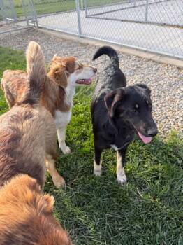 Australian Shepherd and Mixed Breed Dogs Available for Adoption in Portland, Indiana - (p) Anahi | PetCurious