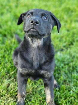 German Shepherd Dog Dogs Available for Adoption in Germantown, Ohio - Dora | PetCurious