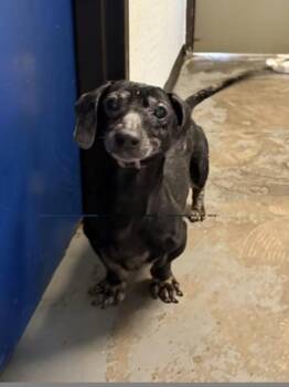 Bongo -  Dachshund Dog for Adoption in Red Bluff, California - Bongo | PetCurious