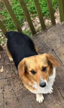 Whiskey (AL) -  Corgi Dog for Adoption in New York, New York - Whiskey (AL) | PetCurious