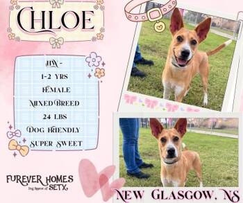 Chloe -  Carolina Dog Dog for Adoption in Lumberton, Texas - Chloe | PetCurious