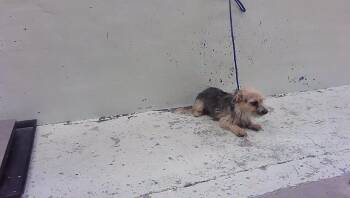 A2096563 -  Havanese and Mixed Breed Dog for Adoption in Houston, Texas - A2096563 | PetCurious