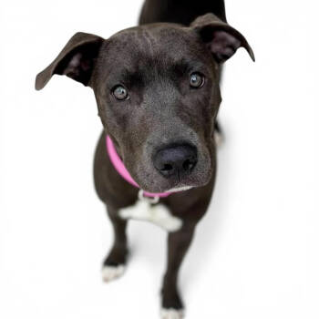 Rescue Labrador Retriever and American Bulldog Dogs for Adoption in Grand Bay, Alabama - Lyra | PetCurious