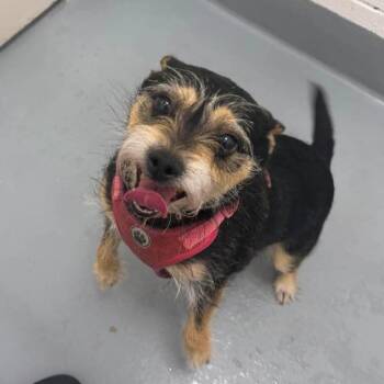 Bella -  Yorkshire Terrier Dog for Adoption in Martinsville, Virginia - Bella | PetCurious