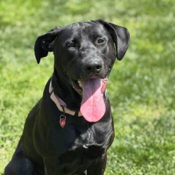 Mixed Breed Dogs Available for Adoption in Medford, Oregon - Odin | PetCurious
