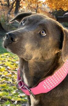Avi -  Labrador Retriever and American Staffordshire Terrier Dog for Adoption in Kingman, Arizona - Avi | PetCurious