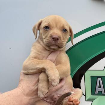 Austin -  Pit Bull Terrier Dog for Adoption in Columbia, South Carolina - Austin | PetCurious