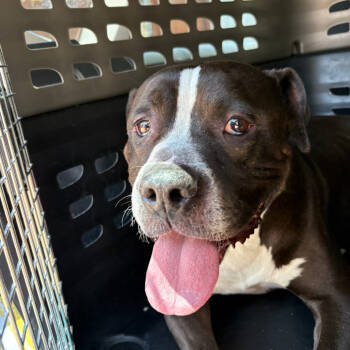 Rescue Pit Bull Terrier Dogs for Adoption in Apache Junction, Arizona - Earl | PetCurious