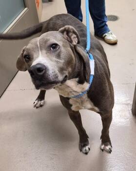 Egg Roll (Bella) -  Pit Bull Terrier Dog for Adoption in Christiansburg, Virginia - Egg Roll (Bella) | PetCurious