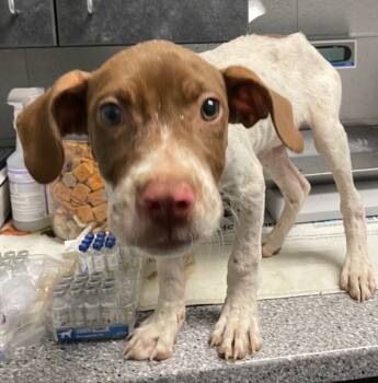 Rescue Hound and Mixed Breed Dogs for Adoption in Henderson, North Carolina - Small Pup 1 | PetCurious