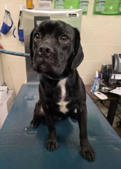 Boxer and Pug Dogs Available for Adoption in Mobile, Alabama - SMOKEY | PetCurious