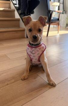 Terrier and Labrador Retriever Dogs Available for Adoption - Poppy | PetCurious