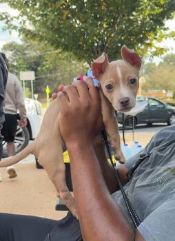 Rescue American Staffordshire Terrier Dogs for Adoption in Roswell, Georgia - Loki | PetCurious