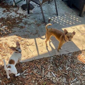 Mixed Breed Dogs Available for Adoption - Petunia | PetCurious