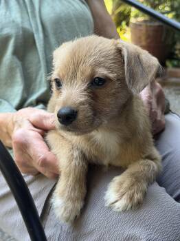 Cedar, Maple, & Willow -  Chihuahua and Border Terrier Dog for Adoption in Puyallup, Washington - Cedar, Maple, & Willow | PetCurious
