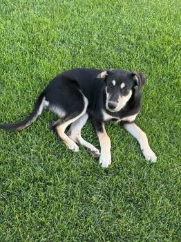 Cassie -  Shepherd Dog for Adoption in Millcreek, Utah - Cassie | PetCurious