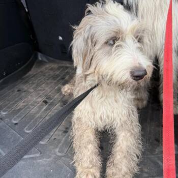Bond -  Old English Sheepdog Dog for Adoption in Lake Jackson, Texas - Bond | PetCurious
