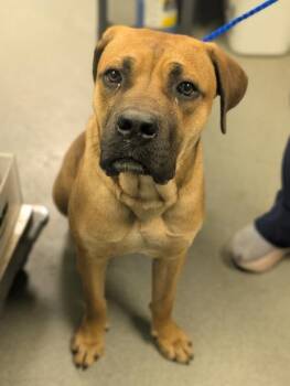 Boerboel and Mixed Breed Dogs Available for Adoption - Courage | PetCurious