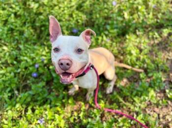 American Staffordshire Terrier and Mixed Breed Dogs Available for Adoption - KANO | PetCurious