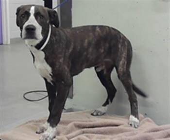 BOLT -  Staffordshire Bull Terrier and Mixed Breed Dog for Adoption in Houston, Texas - BOLT | PetCurious