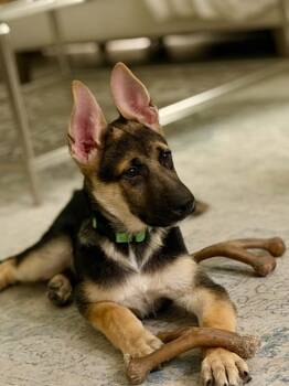 Chase -  German Shepherd Dog Dog for Adoption in Palm Harbor, Florida - Chase | PetCurious