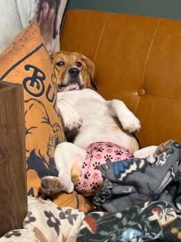 Ouiser Boudreaux -  Beagle Dog for Adoption in Whitewater, Wisconsin - Ouiser Boudreaux | PetCurious