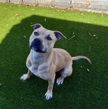 Popeye -  Pit Bull Terrier Dog for Adoption in Port Washington, New York - Popeye | PetCurious