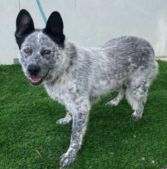 Australian Cattle Dog Blue Heeler Dogs Available for Adoption in Colusa, California - Carl | PetCurious