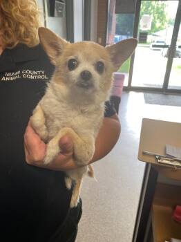 Little Guy -  Chihuahua Dog for Adoption in Troy, Ohio - Little Guy | PetCurious