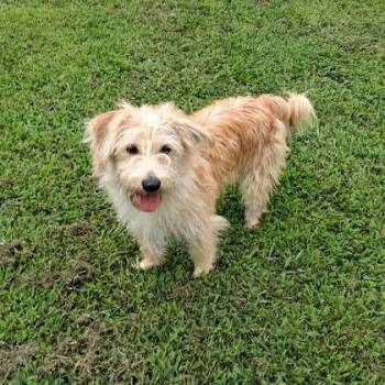 Prince -  Poodle and Shiba Inu Dog for Adoption in Springboro, Ohio - Prince | PetCurious