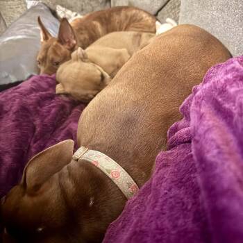 HAZEL & MARGO - BONDED PAIR - FOSTER OR ADOPTER NEEDED -  Pit Bull Terrier Dog for Adoption in Largo, Florida - HAZEL & MARGO - BONDED PAIR - FOSTER OR ADOPTER NEEDED | PetCurious