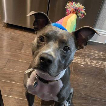 Pit Bull Terrier Dogs Available for Adoption - Cooper XI (New Digs) | PetCurious