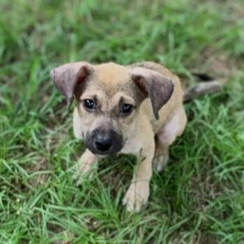 Dax -  German Shepherd Dog and Mixed Breed Dog for Adoption in Cleveland, Texas - Dax | PetCurious