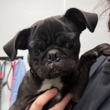 Reggie -  Pug Dog for Adoption in Abilene, Texas - Reggie | PetCurious