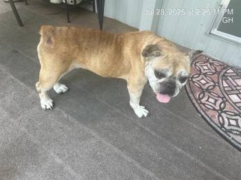 RUSTY/BETTY -  French Bulldog Dog for Adoption in Ocala, Florida - RUSTY/BETTY | PetCurious