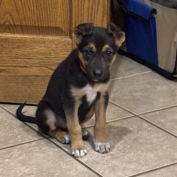 Mixed Breed Dogs Available for Adoption in Bismarck, North Dakota - Phoebe | PetCurious