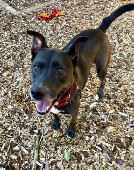 Mazikeen -  Pit Bull Terrier Dog for Adoption in Vancouver, Washington - Mazikeen | PetCurious