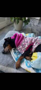 Jane -  Miniature Pinscher Dog for Adoption - Jane | PetCurious