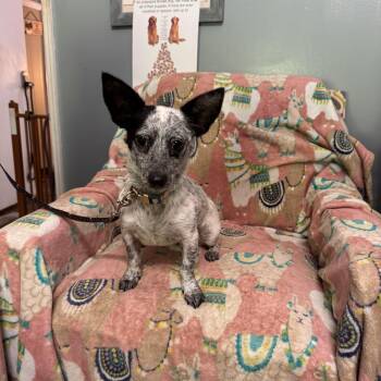 Rescue Chihuahua Dogs for Adoption in Sequatchie, Tennessee - Hyzer | PetCurious