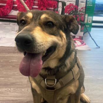 German Shepherd Dog Dogs Available for Adoption in Cumming, Georgia - Opal | PetCurious