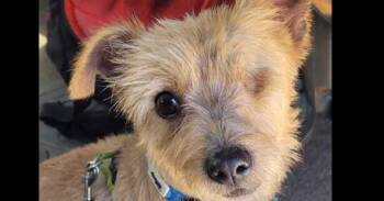 Jack Sparrow -  Jack Russell Terrier and Yorkshire Terrier Dog for Adoption in Ventura, California - Jack Sparrow | PetCurious