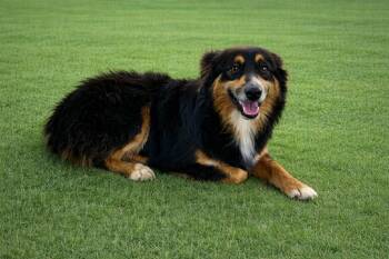Australian Shepherd Dogs Available for Adoption in Hearne, Texas - Tucker | PetCurious