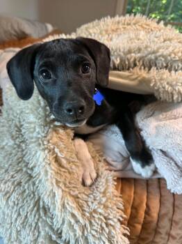 Licorice -  Pointer Dog for Adoption in Columbia, Missouri - Licorice | PetCurious